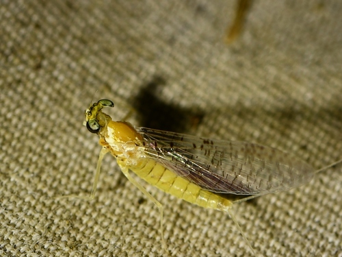 Juno's Flat-headed Mayfly