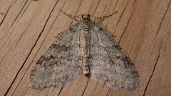 Trichopteryx carpinata