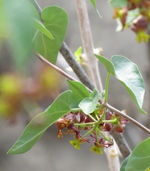 Pentarrhinum insipidum