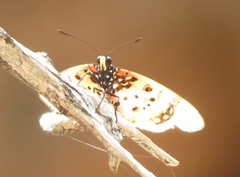 Acraea trimeni