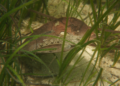 Favonigobius lateralis