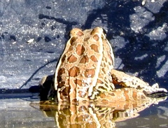 Lithobates magnaocularis