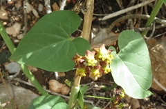 Pentarrhinum insipidum