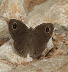 Ypthima asterope