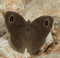 Ypthima asterope