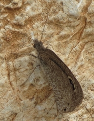 Ypthima asterope
