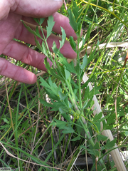 Notobubon galbaniopse