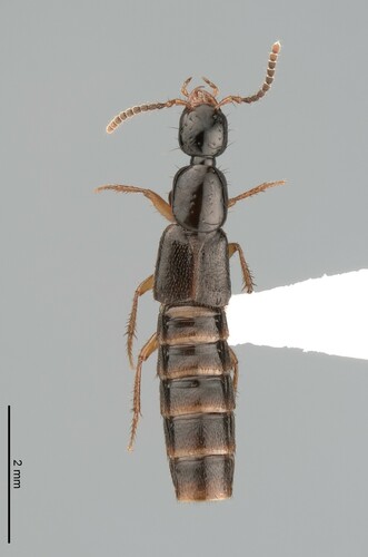Gabrius amulius · iNaturalist