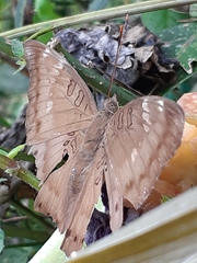 Euthalia aconthea gurda