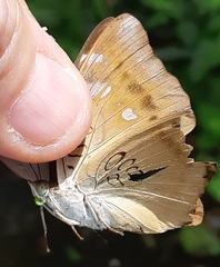 Euthalia aconthea gurda