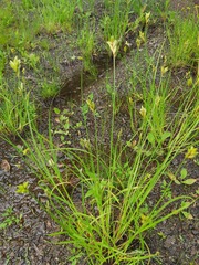 Carex scoparia image