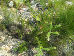 Leucospermum lineare