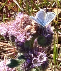 Icaricia icarioides missionensis