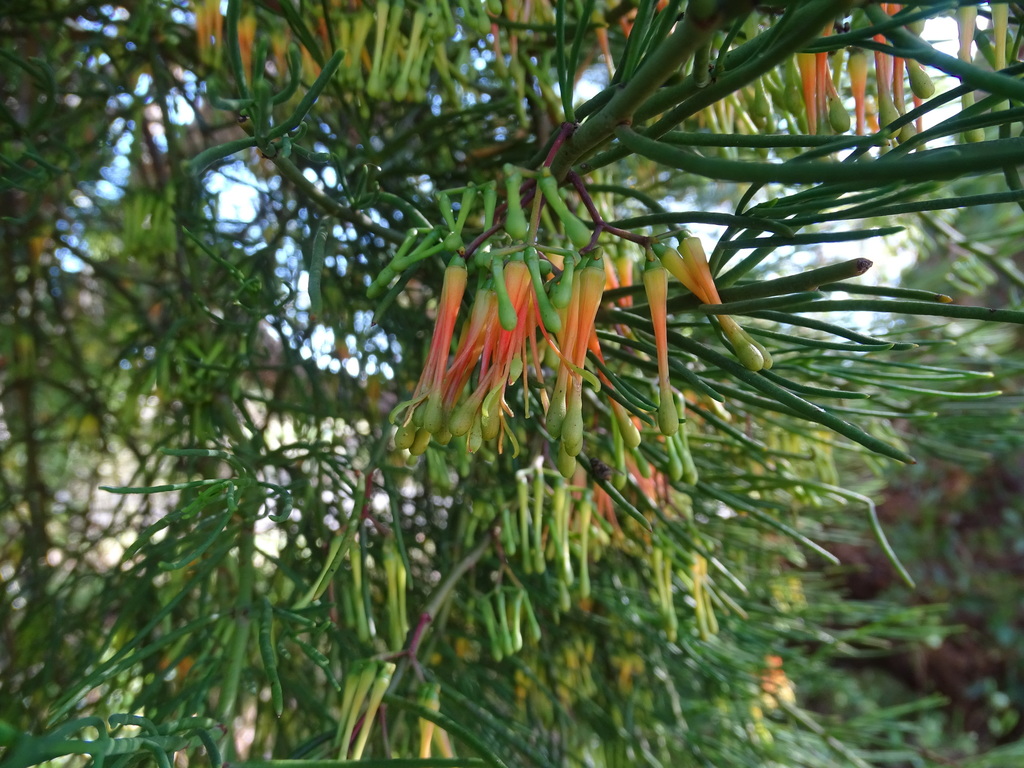 wireleaf mistletoe