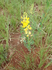 Crotalaria globifera