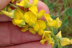 Crotalaria globifera