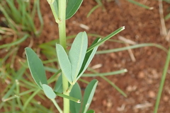Crotalaria globifera