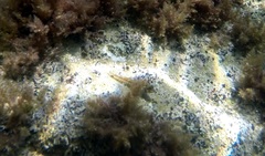 Helcogramma decurrens