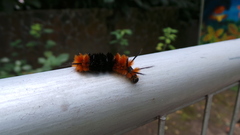 Turuptiana obliqua