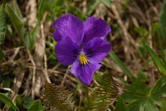Viola altaica