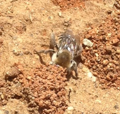 Diadasia bituberculata