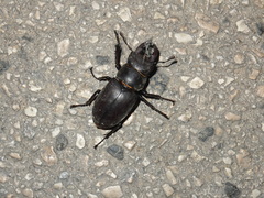 Lucanus tetraodon tetraodon