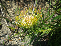 Leucospermum lineare