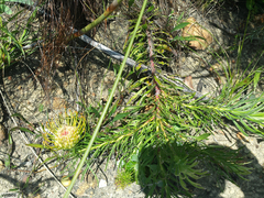 Leucospermum lineare