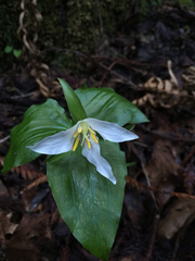 Trillium ovatum ovatum