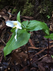 Trillium ovatum ovatum
