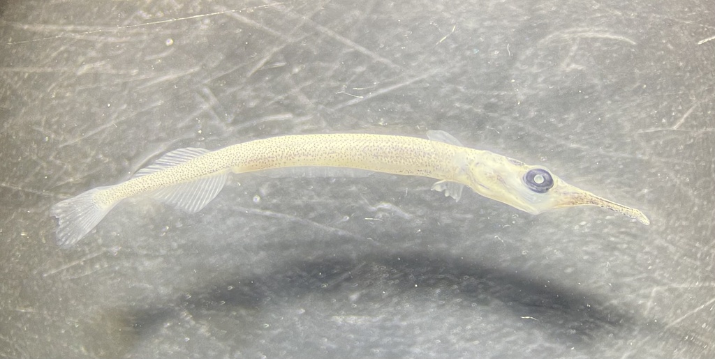 Atlantic needlefish (Strongylura marina) — Belonidae