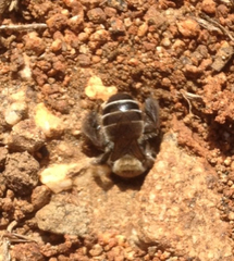 Diadasia bituberculata