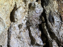 Stenolemus fraterculus