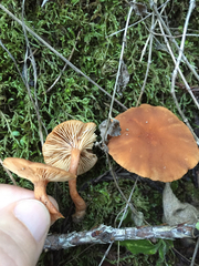 Lactarius fragilis