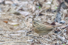 Emberiza tristrami