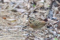 Emberiza tristrami
