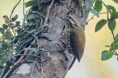 Picumnus innominatus