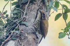 Picumnus innominatus
