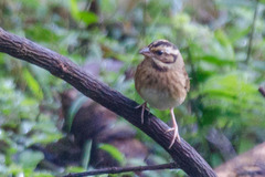 Emberiza tristrami