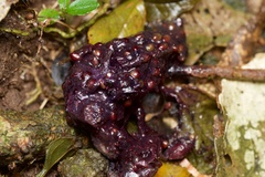 Hemiphaga novaeseelandiae