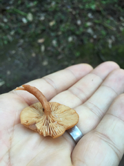 Lactarius fragilis