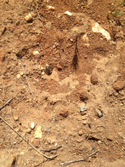 Diadasia bituberculata