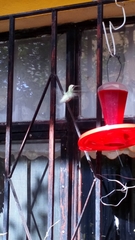 Cynanthus latirostris