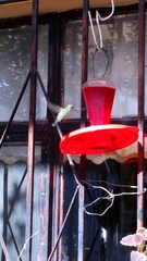 Cynanthus latirostris