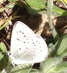 Icaricia icarioides missionensis
