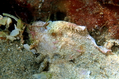 Aploactisoma milesii