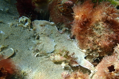 Aploactisoma milesii