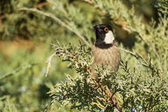 Pycnonotus leucotis