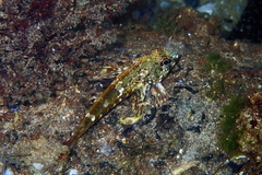 Bovichtus angustifrons