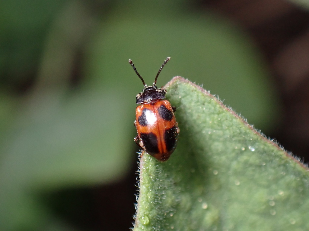 Endomychus limbatus